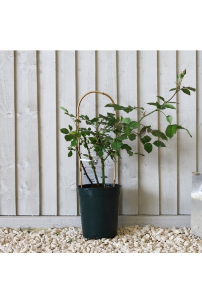 Роза Индиголетта саженец в горшке